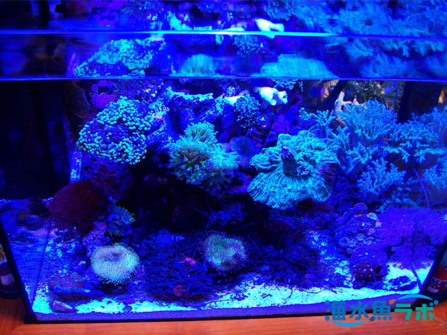 90規格 オーバーフロー水槽セット サンゴ水槽 海水魚水槽