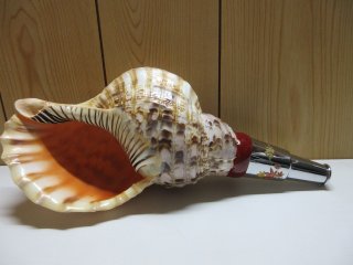 法螺貝② 法螺貝 ほら貝 法螺貝② 法螺貝 35cm ZX 30 ⁄ ZX 35 ⁄ ZX 40