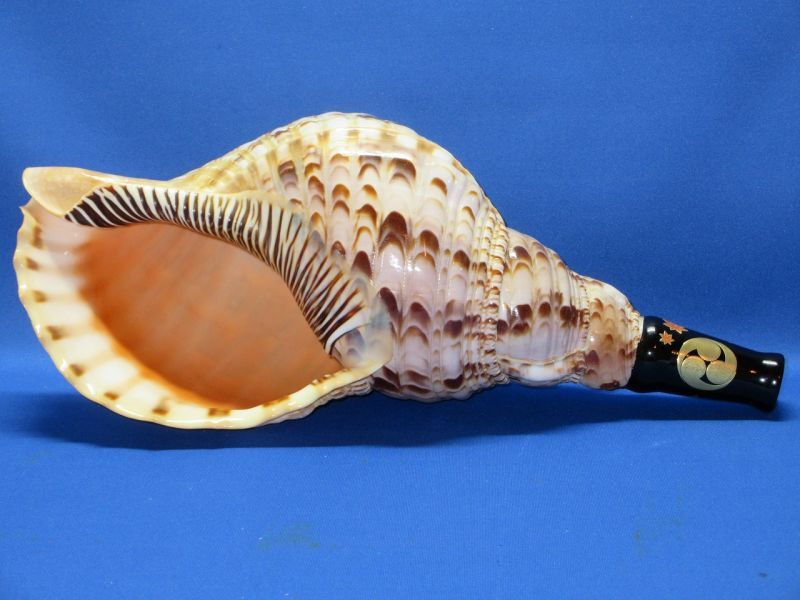 法螺貝（ほら貝）販売のお店