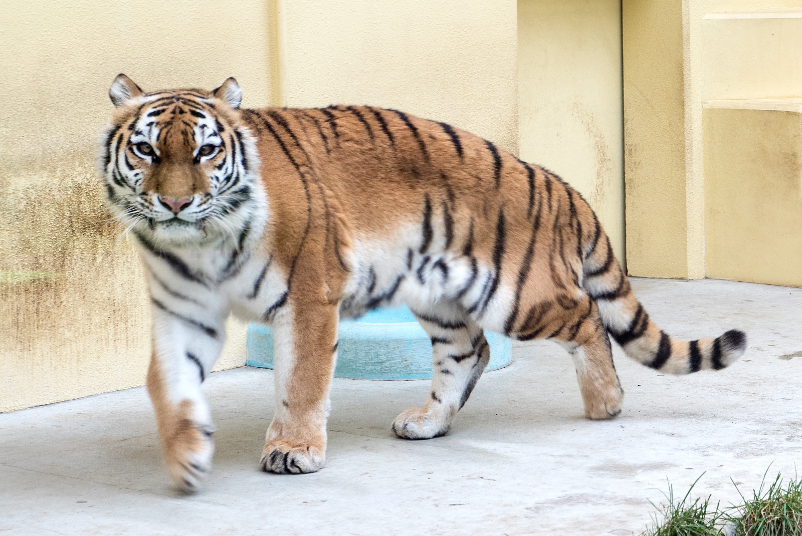 ココア、ミルクなど人気者に会いに！道内最大の「釧路市動物園