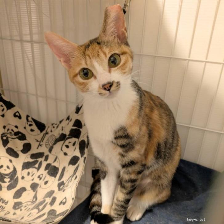 猫の里親募集】東京都・雑種・美貌のヤンママ、縞ミケライチちゃん（ID