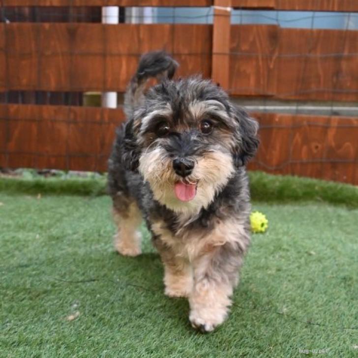 犬の里親募集】奈良県・雑種・愛情深く健気なmixちゃん（ID:2401-00576