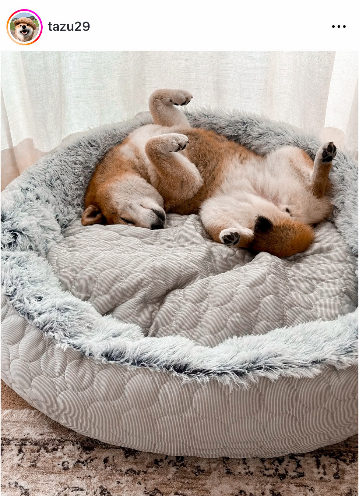 ハギースリープ 癒しのベッド 60cm ラテブラウン 癒しのベッド