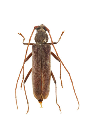 多様性生物希少標本ネットワーク ”a specimen room 標本室”