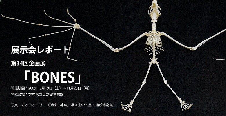 動物の骨格 約60cm 自然乾燥動物の骨格 約60cm 自然乾燥 【公式通販】
