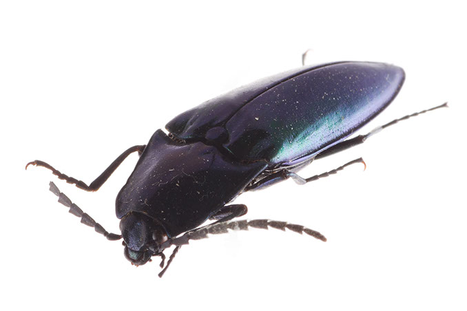 多様性生物希少標本ネットワーク ”a specimen room 標本室”