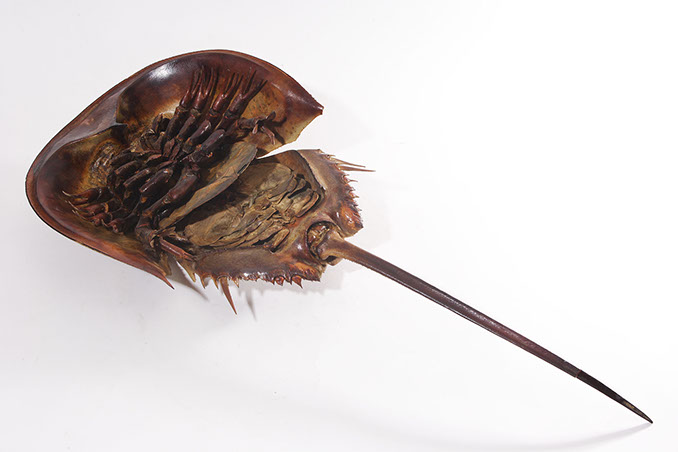 カブトガニ標本 Tachypleus tridentatus ファイル:Naturalis