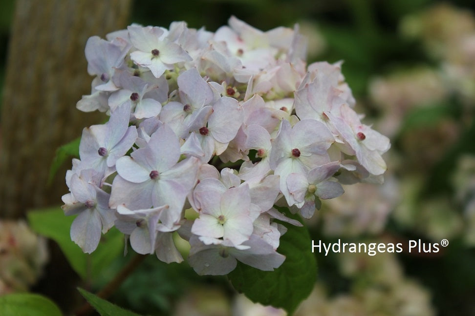 Hydrangea Serrata Akishino Temari – Hydrangeas Plus