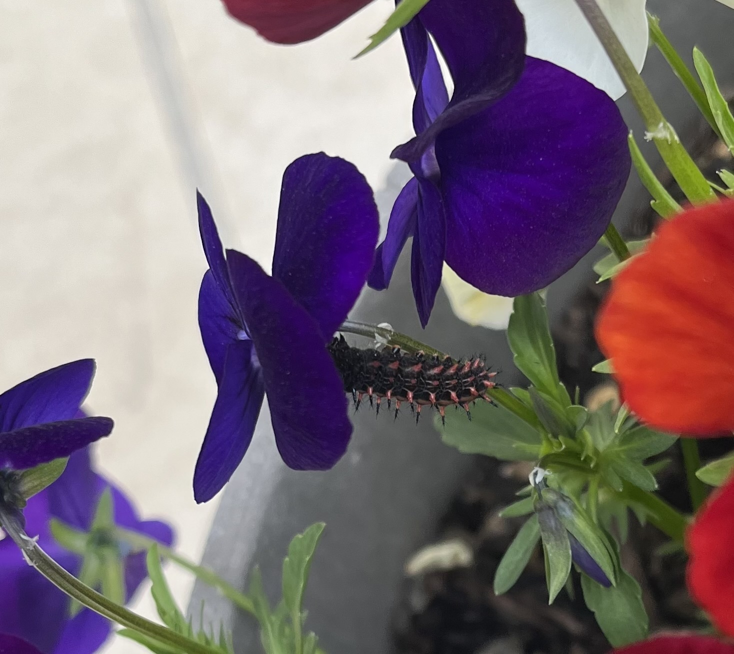 スミレ 葉っぱのみ 300g ツマグロヒョウモン 幼虫 餌 スミレ 葉っぱ