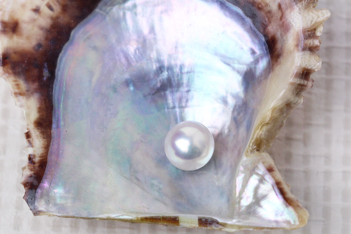 アコヤ真珠とは | 宇和島イノウエパール | 花珠 無調色 一生に一本の