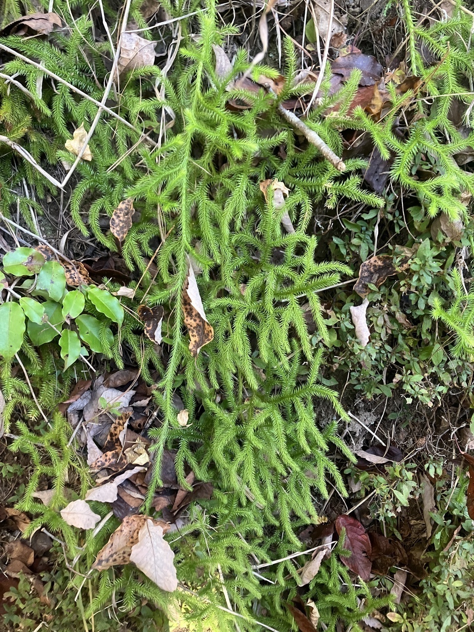 教えてください。一枚だけ生えている葉 - 図鑑.jp