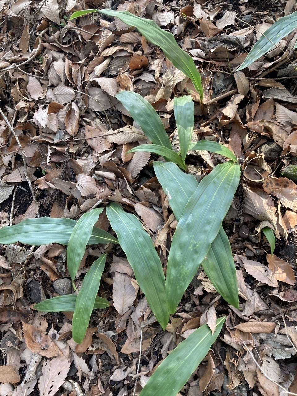 教えてください。一枚だけ生えている葉 - 図鑑.jp