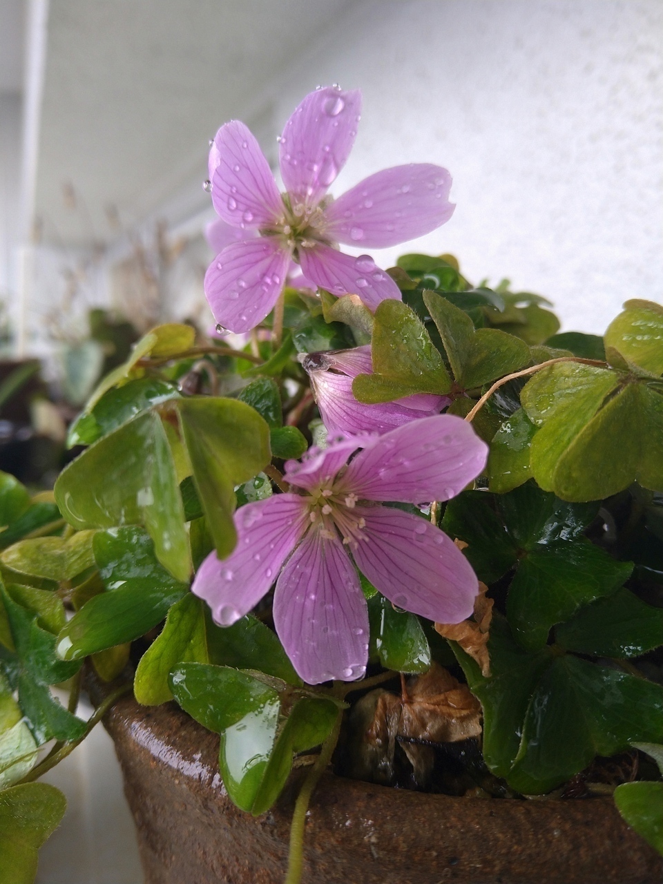 教えてください。一枚だけ生えている葉 - 図鑑.jp