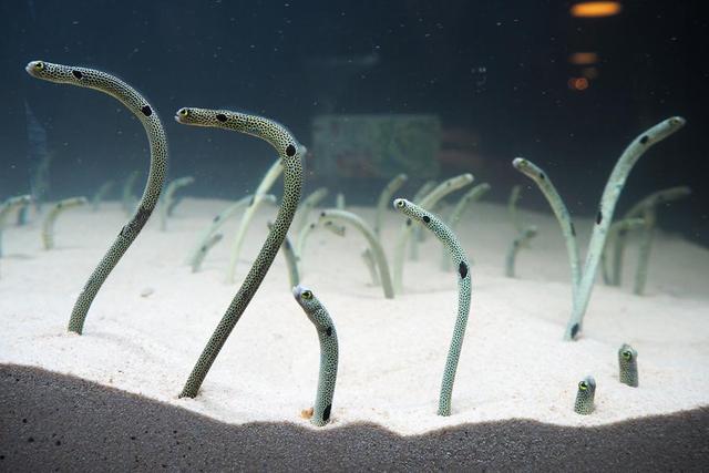 チンアナゴ444匹に、子どもたち釘付け/関西/芸能/デイリースポーツ online