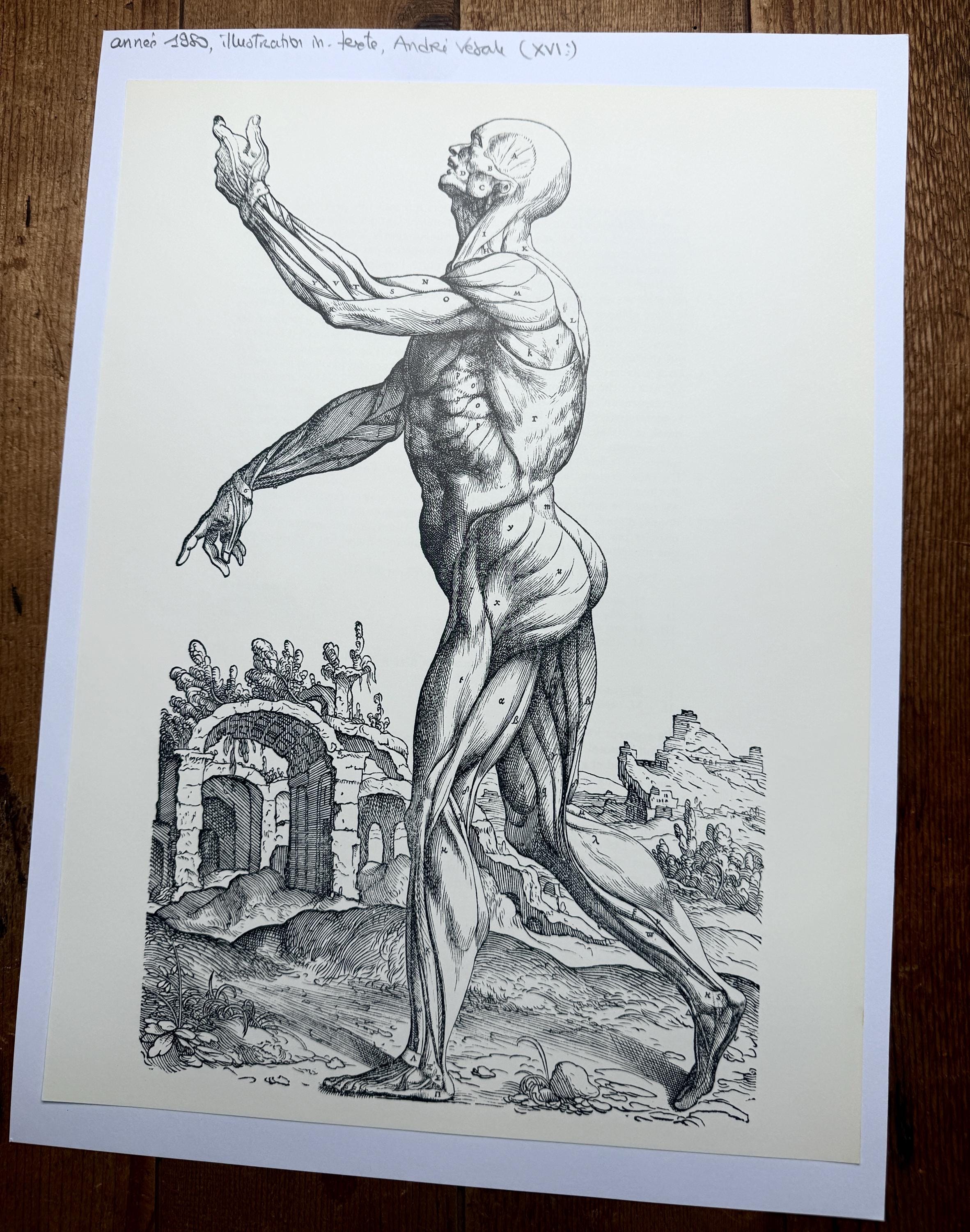 ヴィンテージのアンドレアス・ヴェサリウスの紙に印刷された解剖学