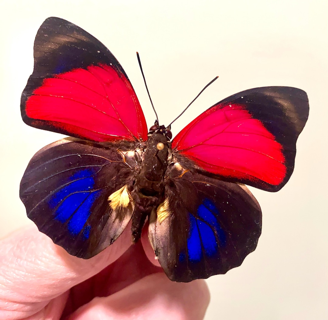 Insect Butterfly Nymphalidae Agrias Claudina Lugens-red/pink and