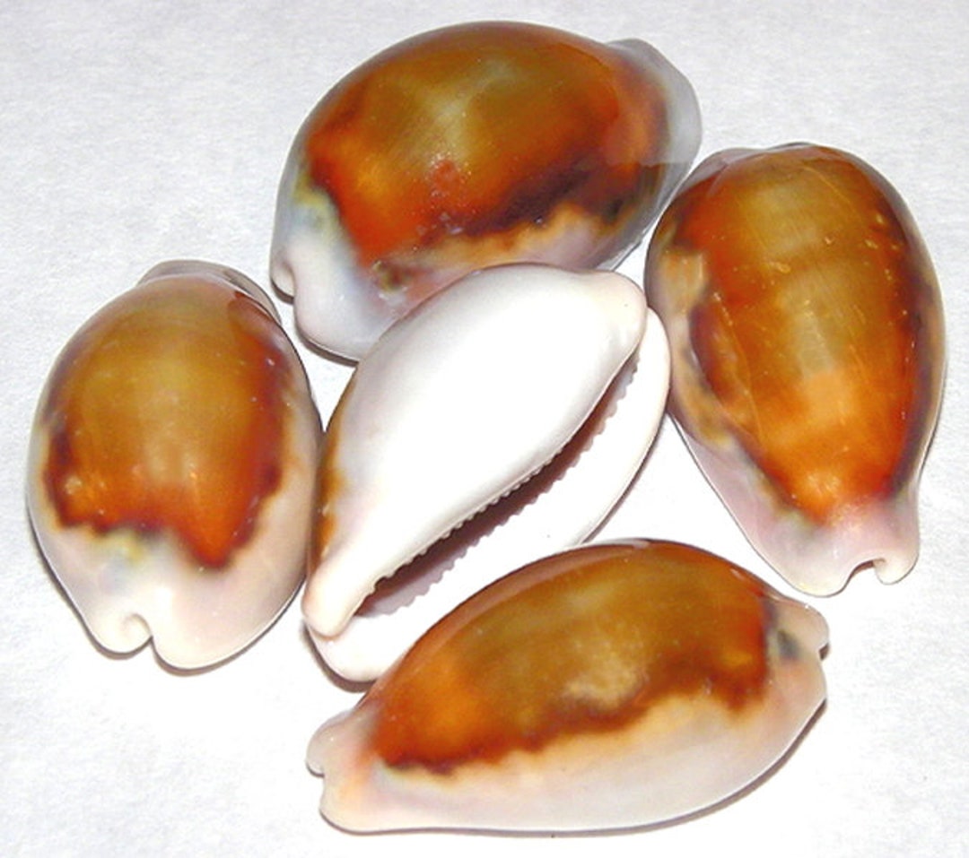 購入 ニューカレドニアタカラガイセット② 貝殻 標本 タカラガイ