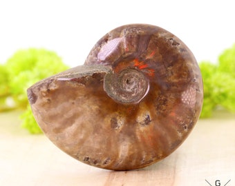 イギリス産 ジュラ紀 アンモナイト 特大 88m 美麗標本 高品質