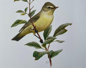 1901 | チフチャフプリント | アンティークオリジナルカラーリトグラフ