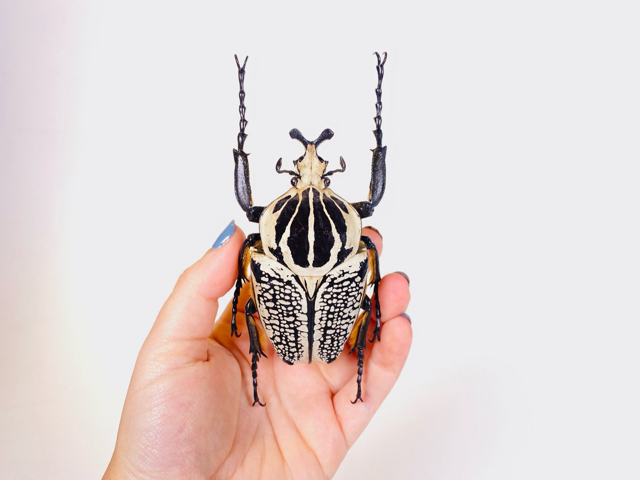 標本 Congo Goliathus orientalis 87mm black BicBugs Goliathus