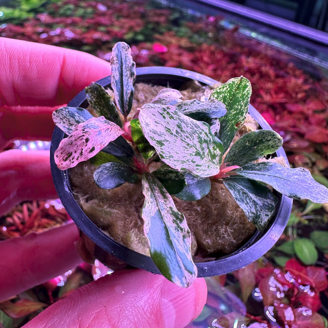 C*❗様 セファランドラ（斑入り株）Bucephalandra Pipto み*！様