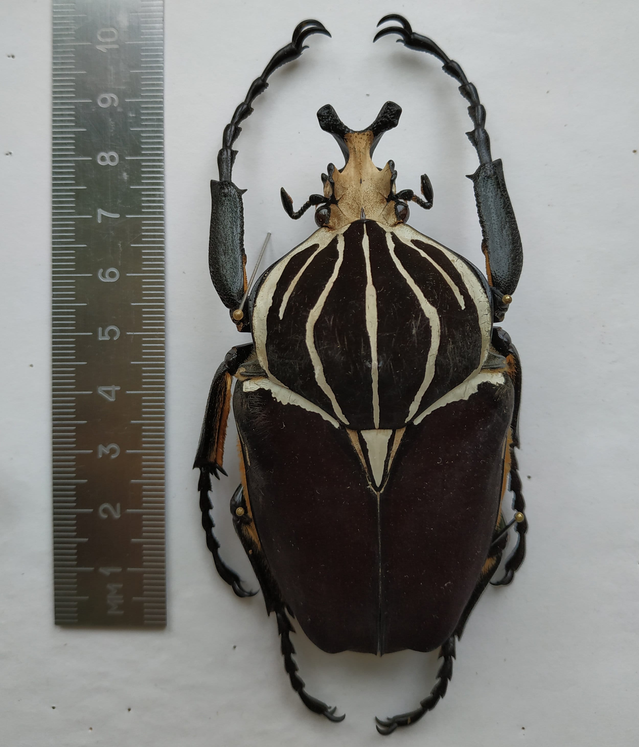 Goliathus Goliatus 90mm, Real Dry Giant Beetle for Art Project