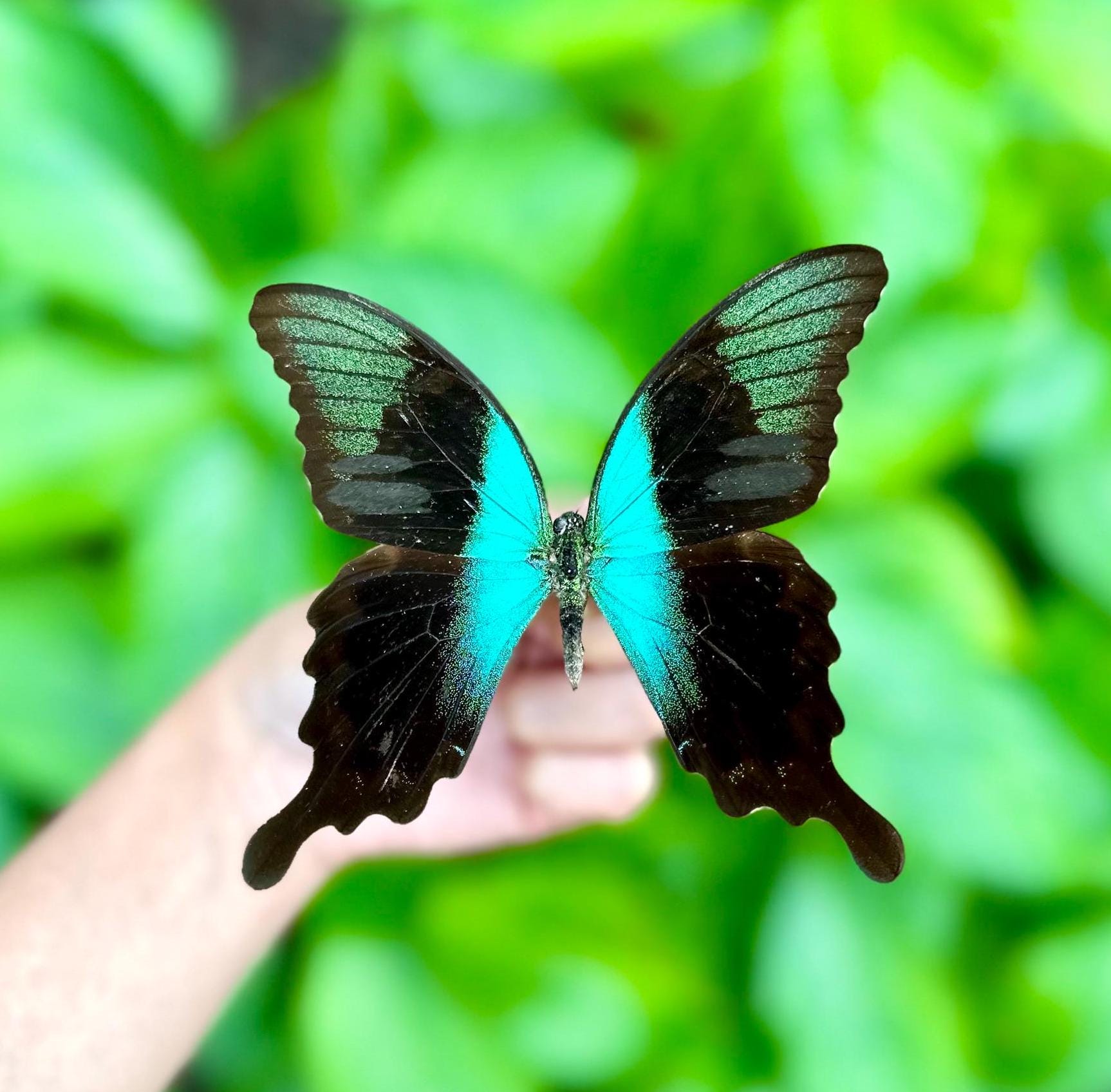 アゲハチョウの標本：アゲハチョウ、A1グレード - Etsy 日本