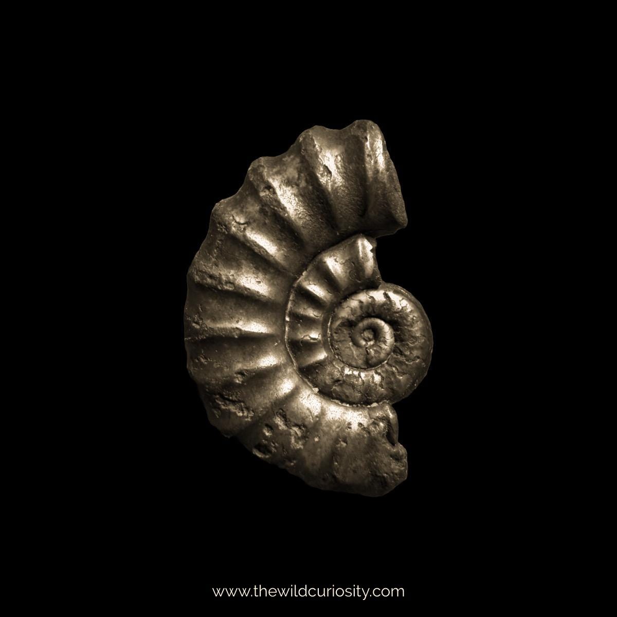 アンモナイト 黄鉄鉱 化石 ジュラ紀 ロシア産 49mm