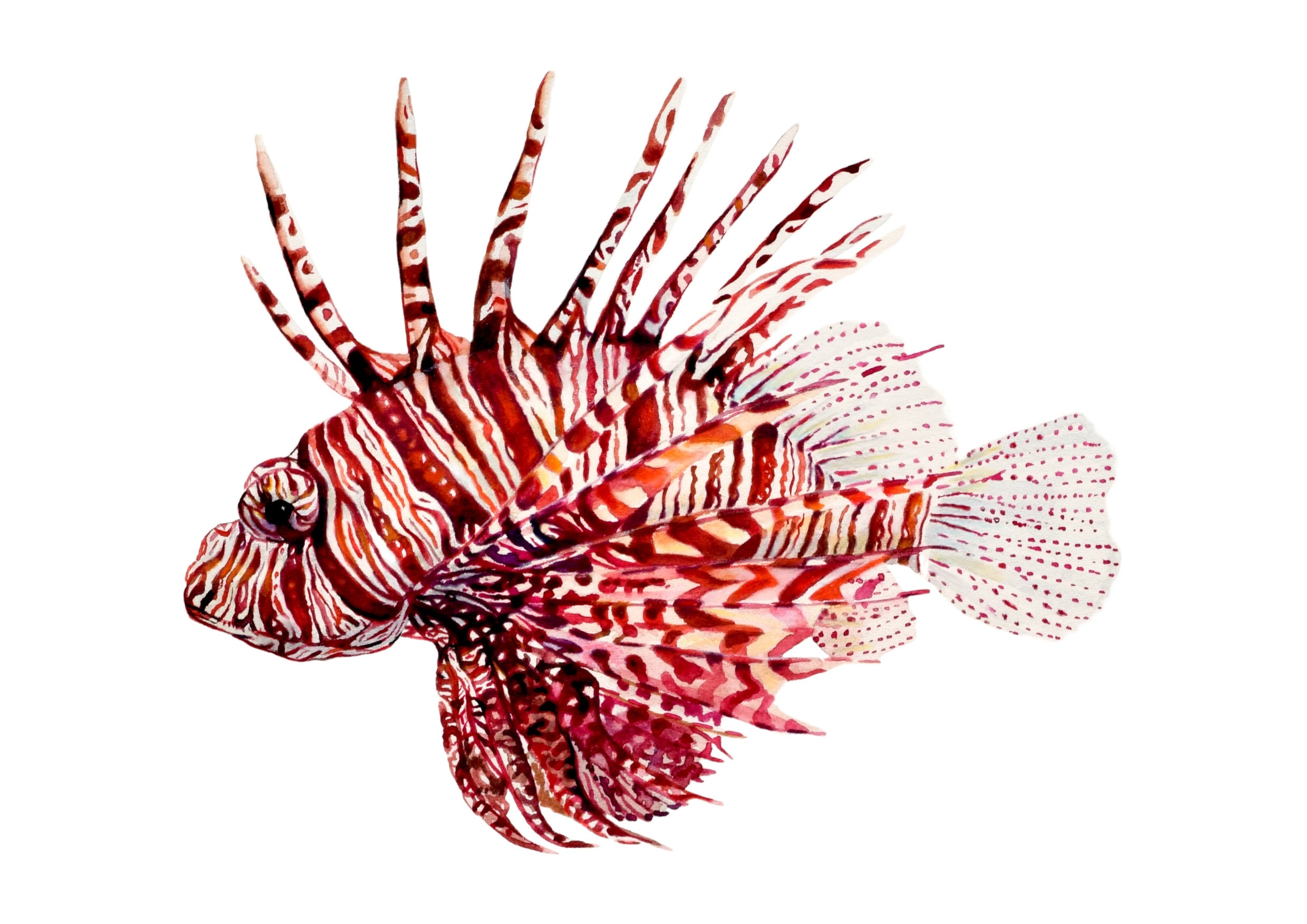 ミノカサゴの水彩画アートプリント：海の魚のイラストの壁飾り - Etsy 日本