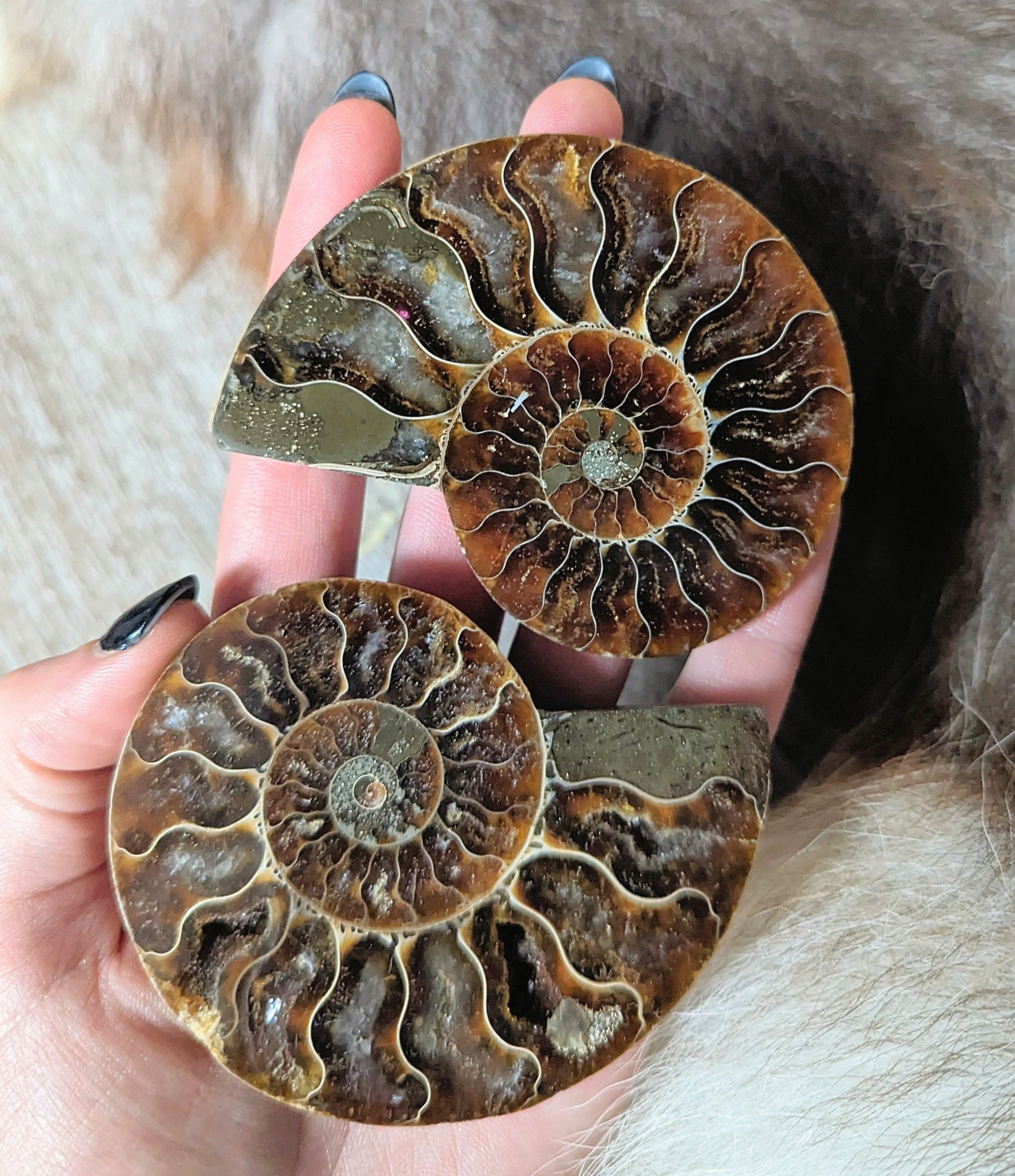 オパール化したアンモナイトの化石 - Etsy 日本