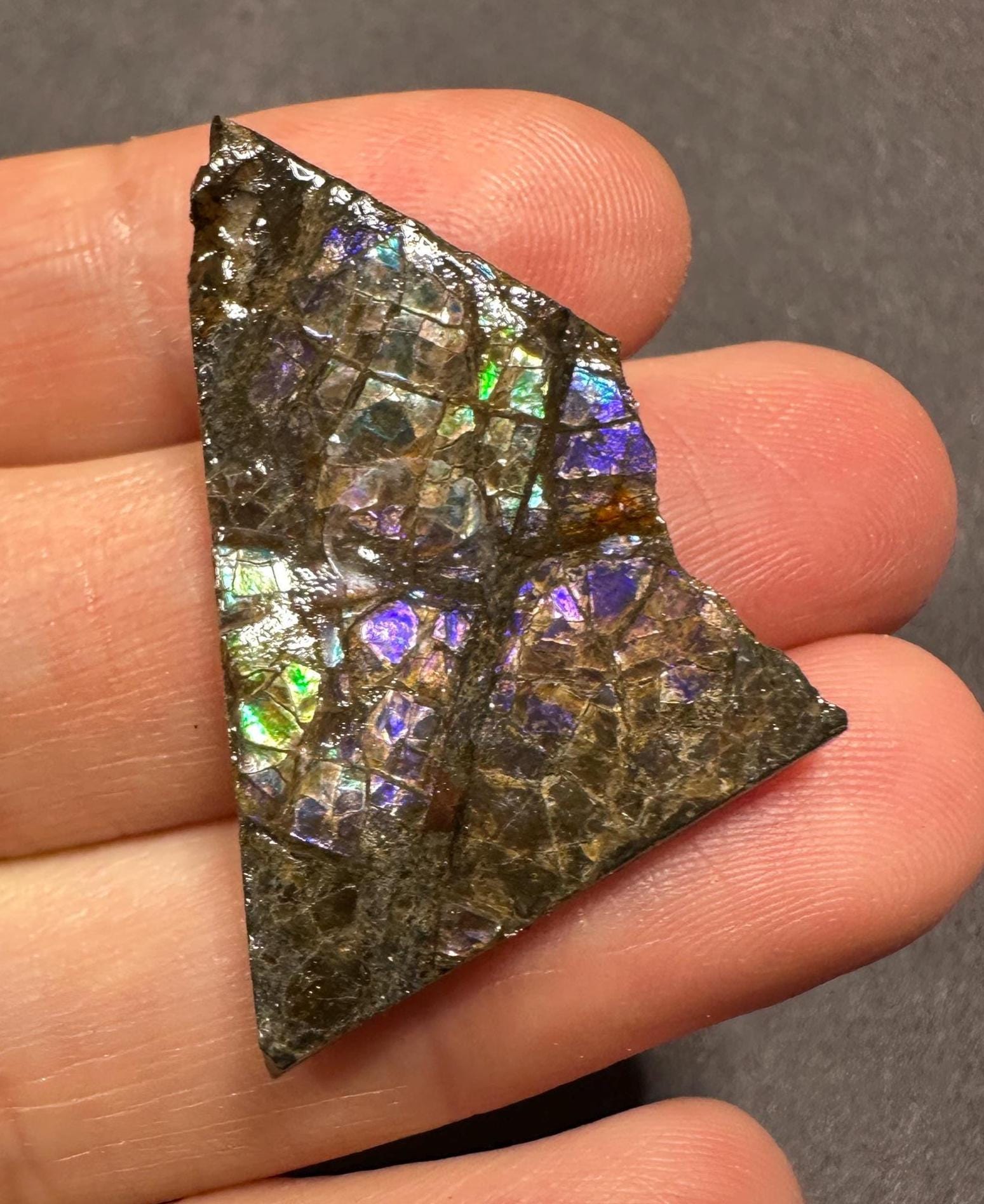 カナダ産アンモライト宝石標本：希少な虹色の化石、カナダ・アルバータ