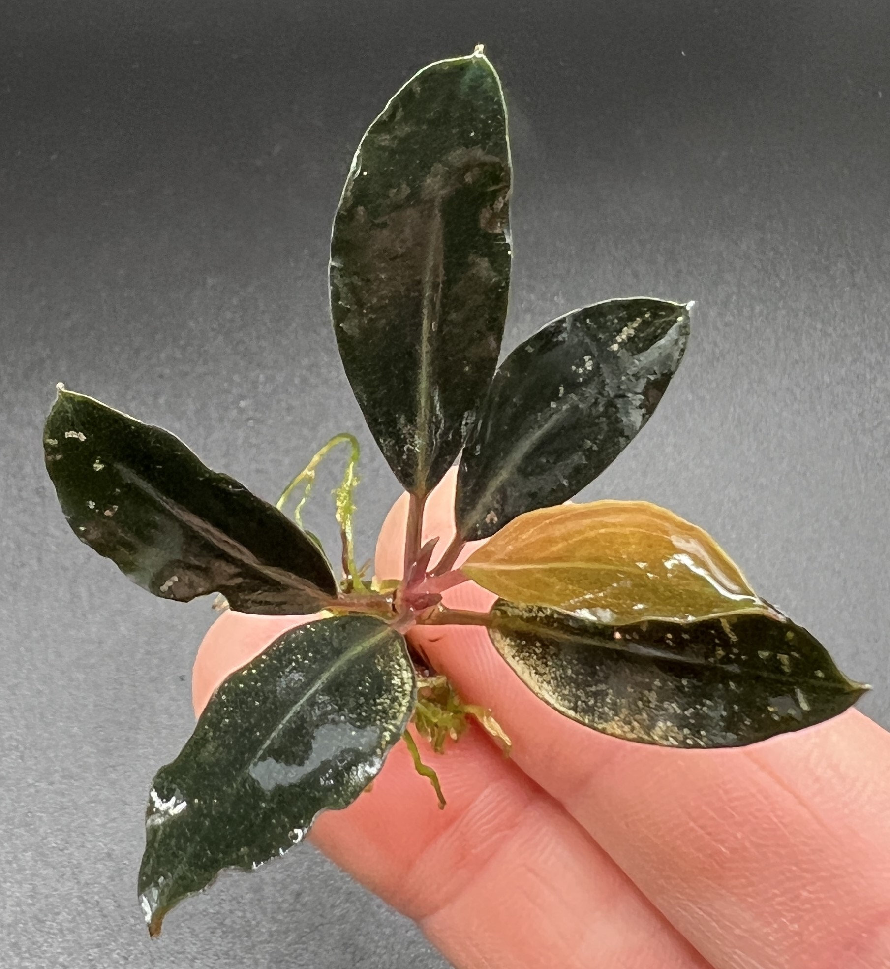 Bucephalandra sp. Black herrykafa 【公式通販】