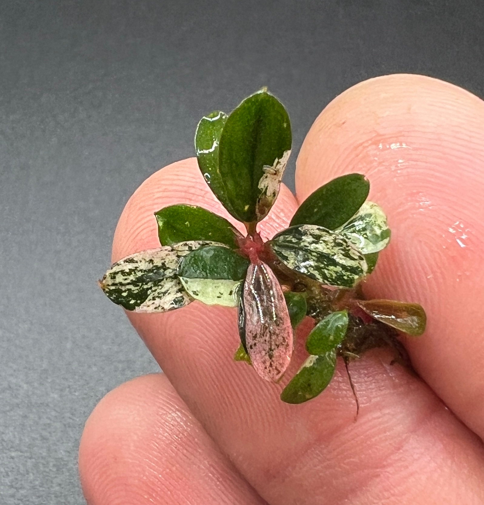 Bucephalandra sp. Variegata ブセファランドラ sp. variegata JJ