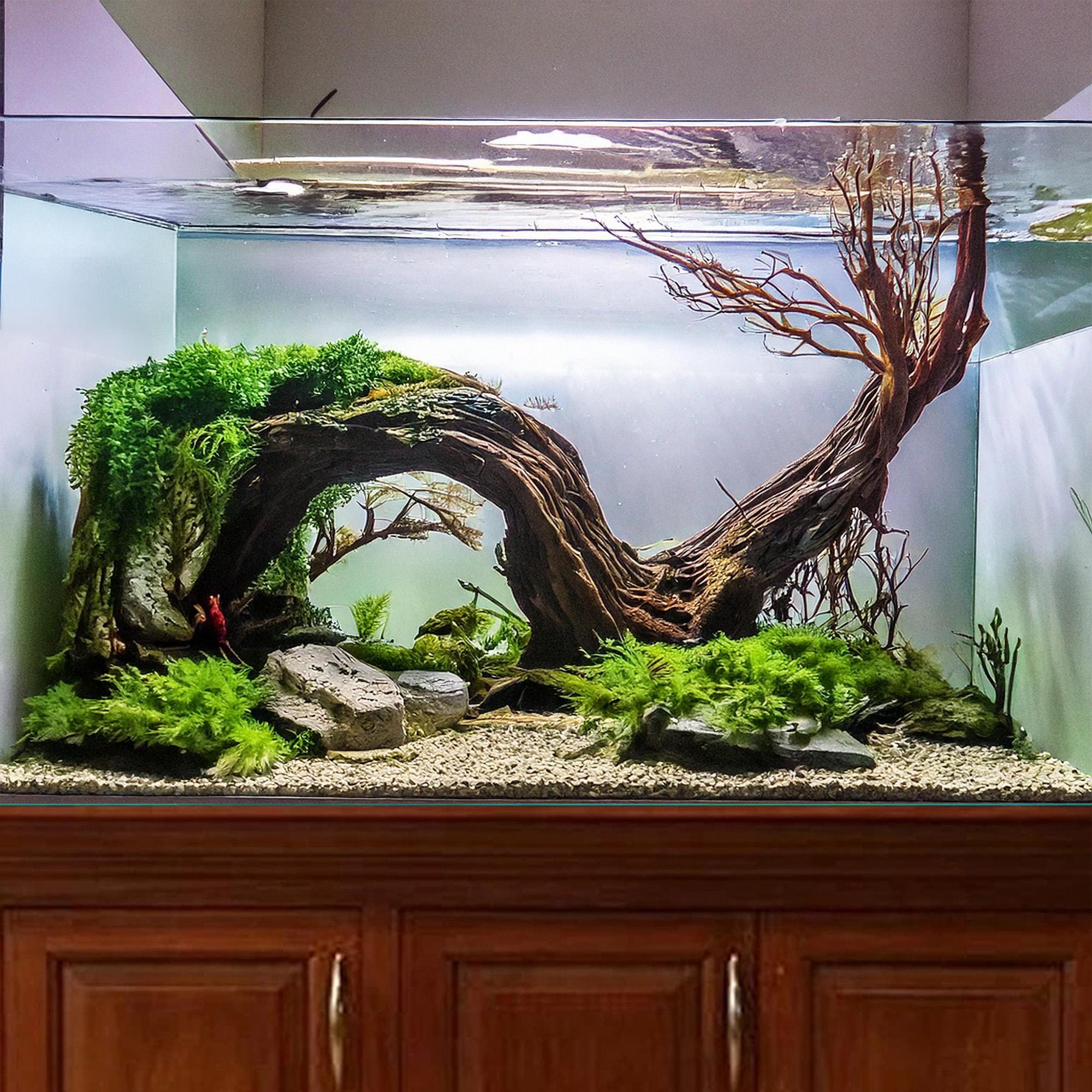 アクアシステムクリスティプレーン90s流木レイアウトセットおまけ付き