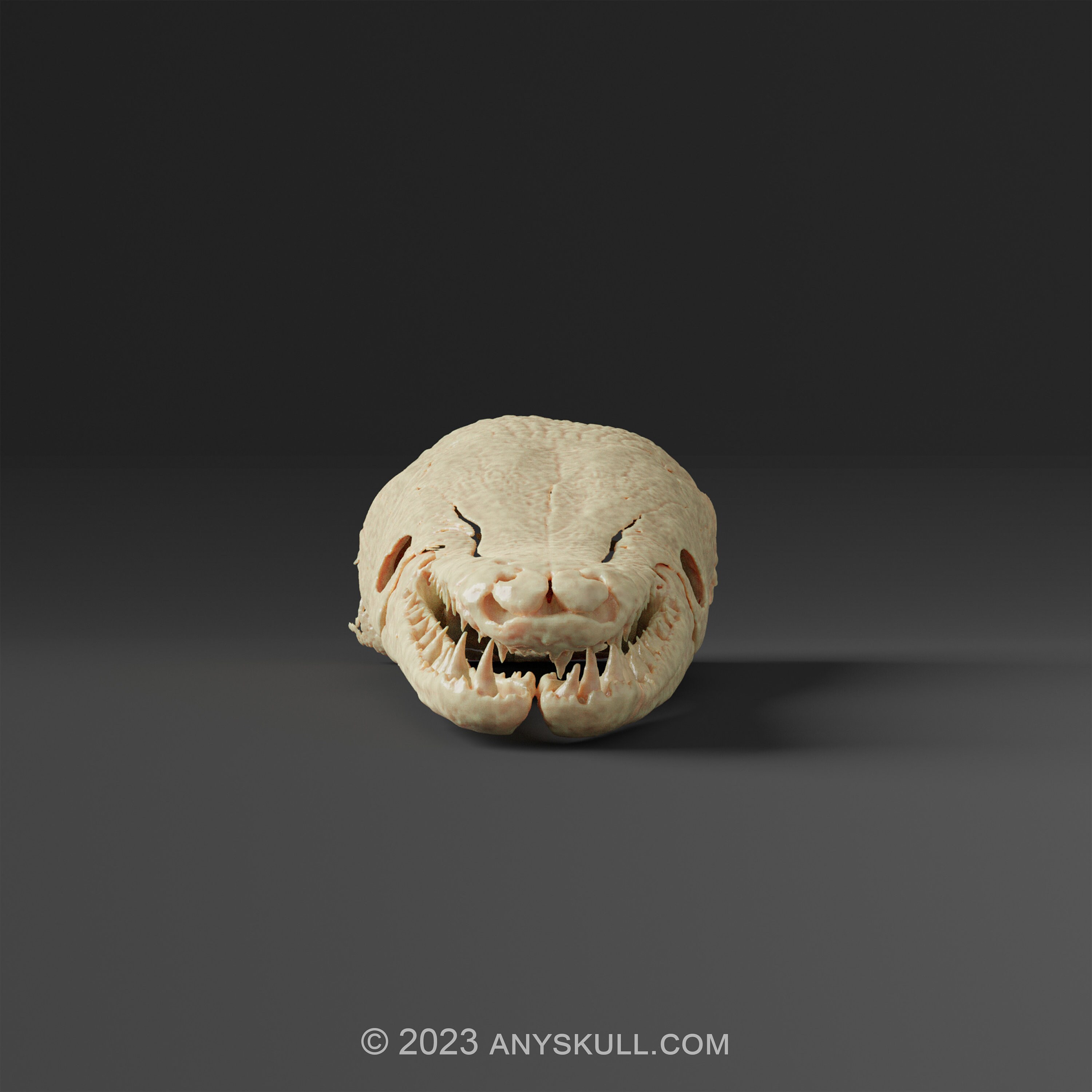 アリゲーターガーの頭蓋骨レプリカ（博物館品質） - Etsy 日本