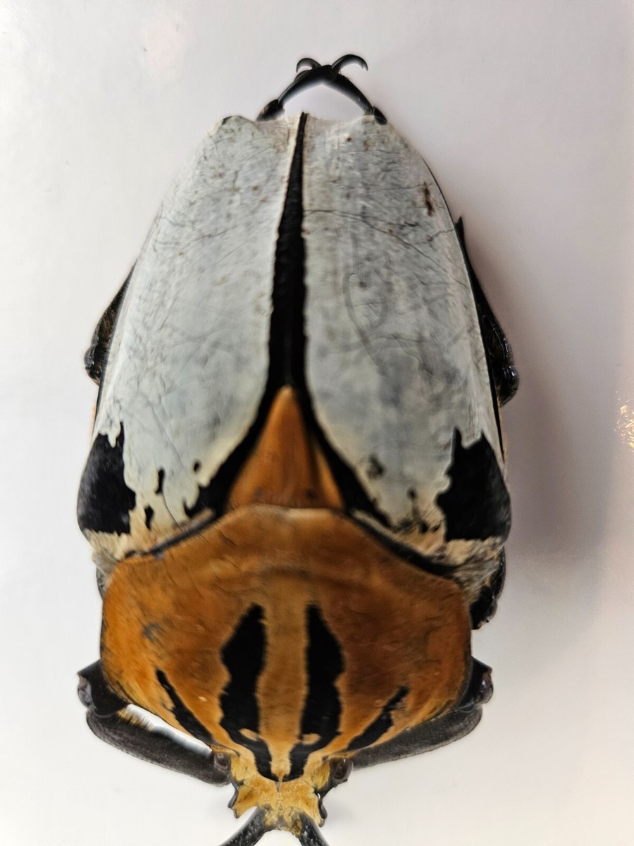 Goliathus Cacicus | eBay