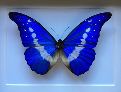 標本 Peru Morpho helena 115mm Amazon.co.jp: 蝶の標本 ヘレナ