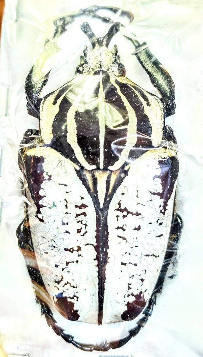 標本 Cameroon Goliathus goliathus 79mm 標本 Cameroon Goliathus