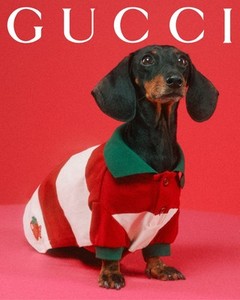Gucci Dog Shirt | eBay