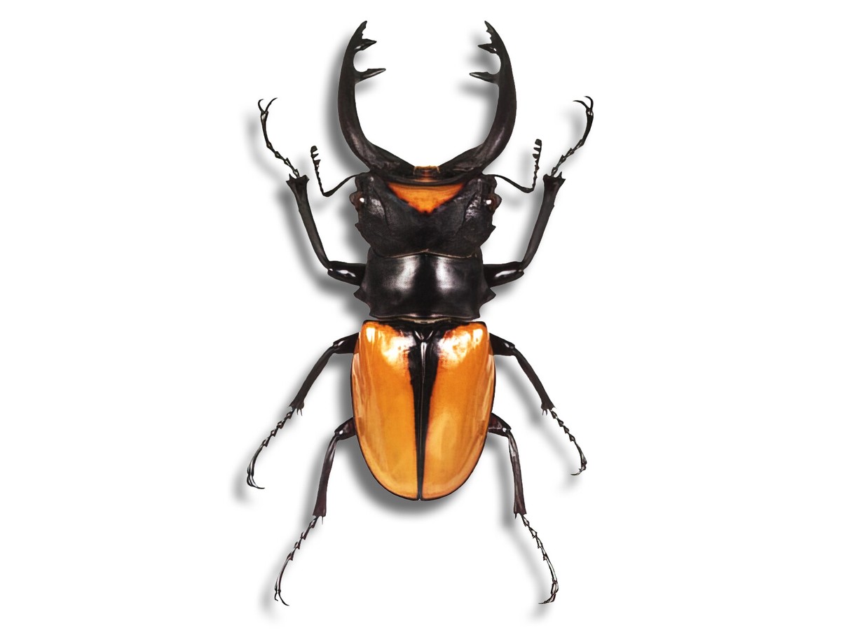 REAL Odontolabis lacordairei Orange Stag Beetle +75mm Unmounted in
