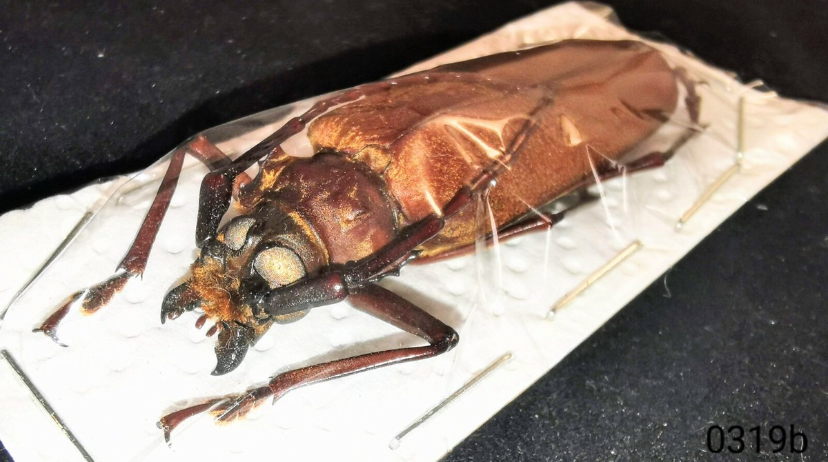 Cerambycidae Callipogon (Orthomegas) cinnamomeus Large A1 59-60mm