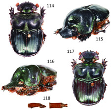 Phanaeus for collectors | Horned Rhinoceros Dung Beetles