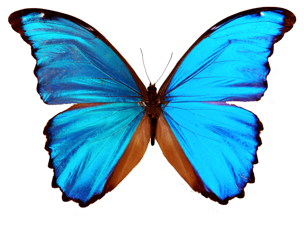 HUGE Blue Morpho didius REAL BUTTERFLY Peru, A1 | eBay