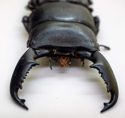 標本 Cameroon Dynoryctes truncaticollis 38mm 標本 Cameroon