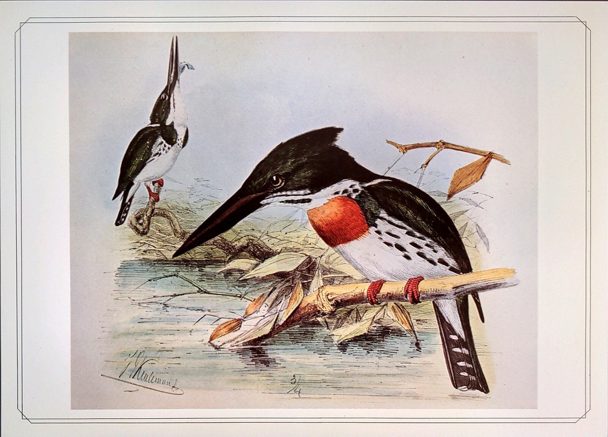 絵画J・HOOK KINGFISHER IN AN EXOTTC GARDEN 絵画J・HOOK KINGFISHER