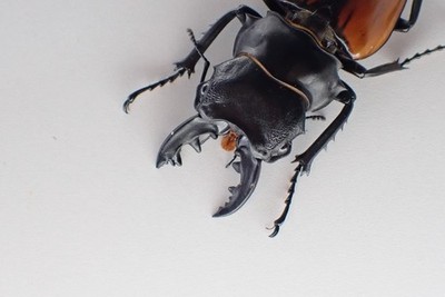 D52983. Insects, Lucanidae: Odontolabis Cuvera sp. Vietnam Central