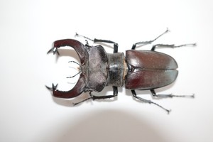 Lucanus cervus judaicus 雄74㍉野外品 Lucanus cervus judaicus 90mm