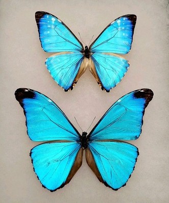 LOT OF 2 MORPHO ABSOLONI & MORPHO ZEPHYRITIS UNMOUNTED WINGS