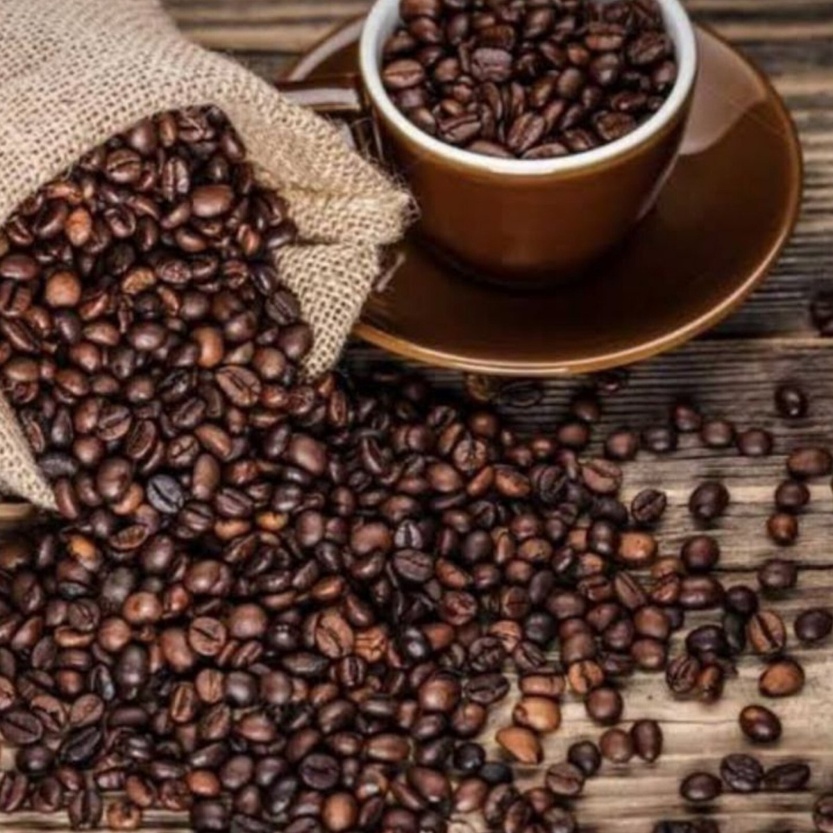 ROBUSTA GAYO 【公式通販】