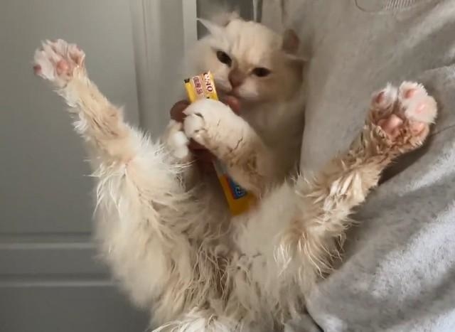 ちゅ～る1本で、イヤイヤだったのが全面的に協力する猫が話題 「次回